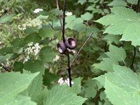 40 acre TRYBA ROAD, Hatley, WI 54440