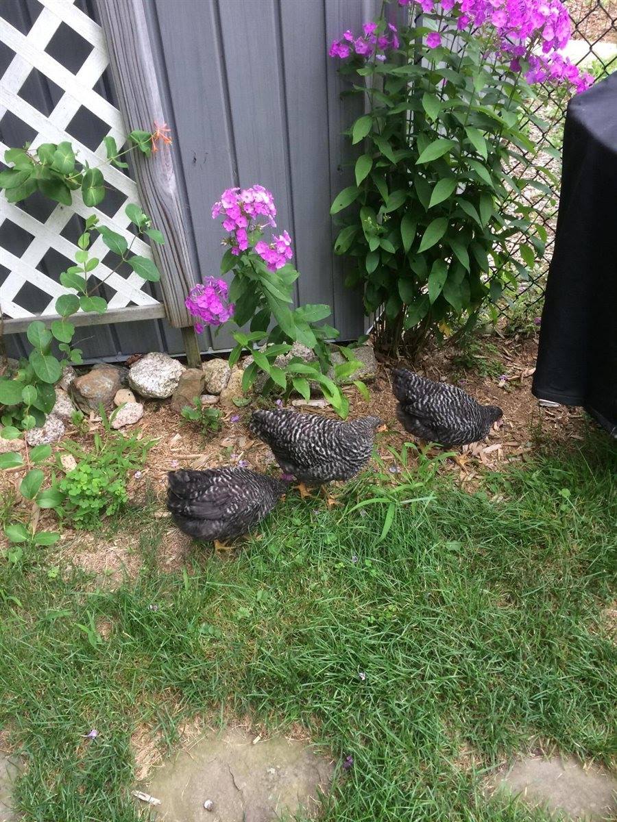 661 Herrick Road, Sedgwick, ME 04673