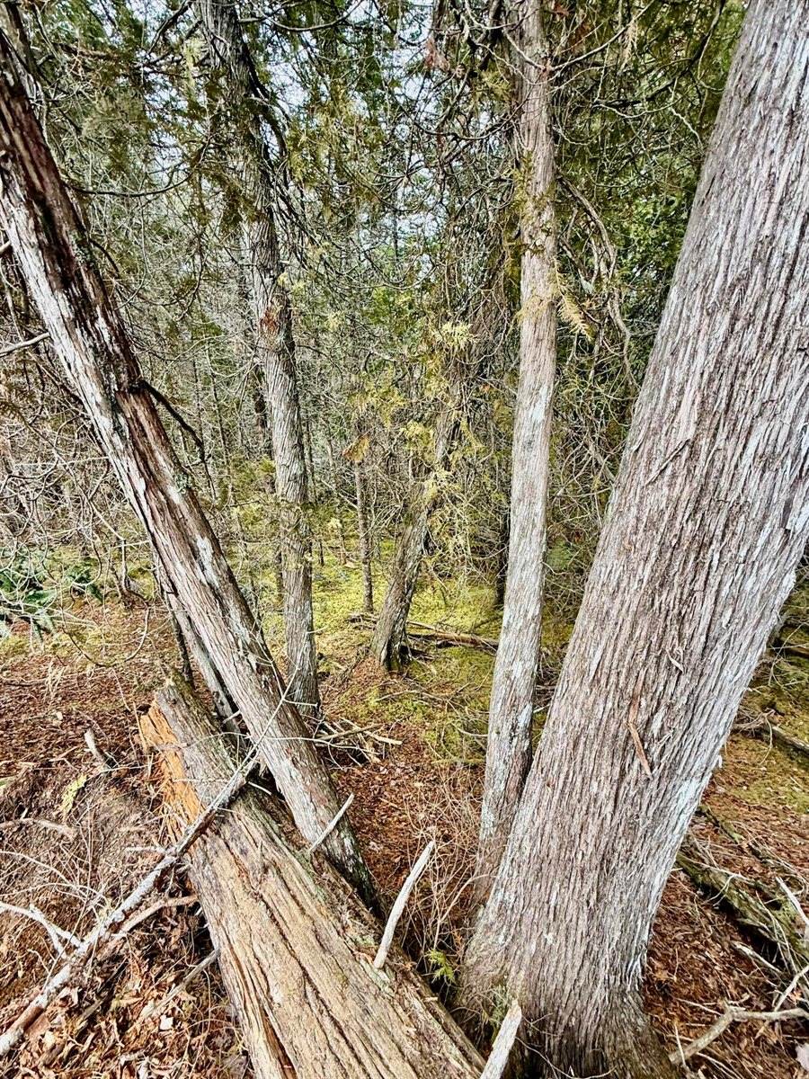 L1 Lively Brook Acres, Whiting, ME 04691