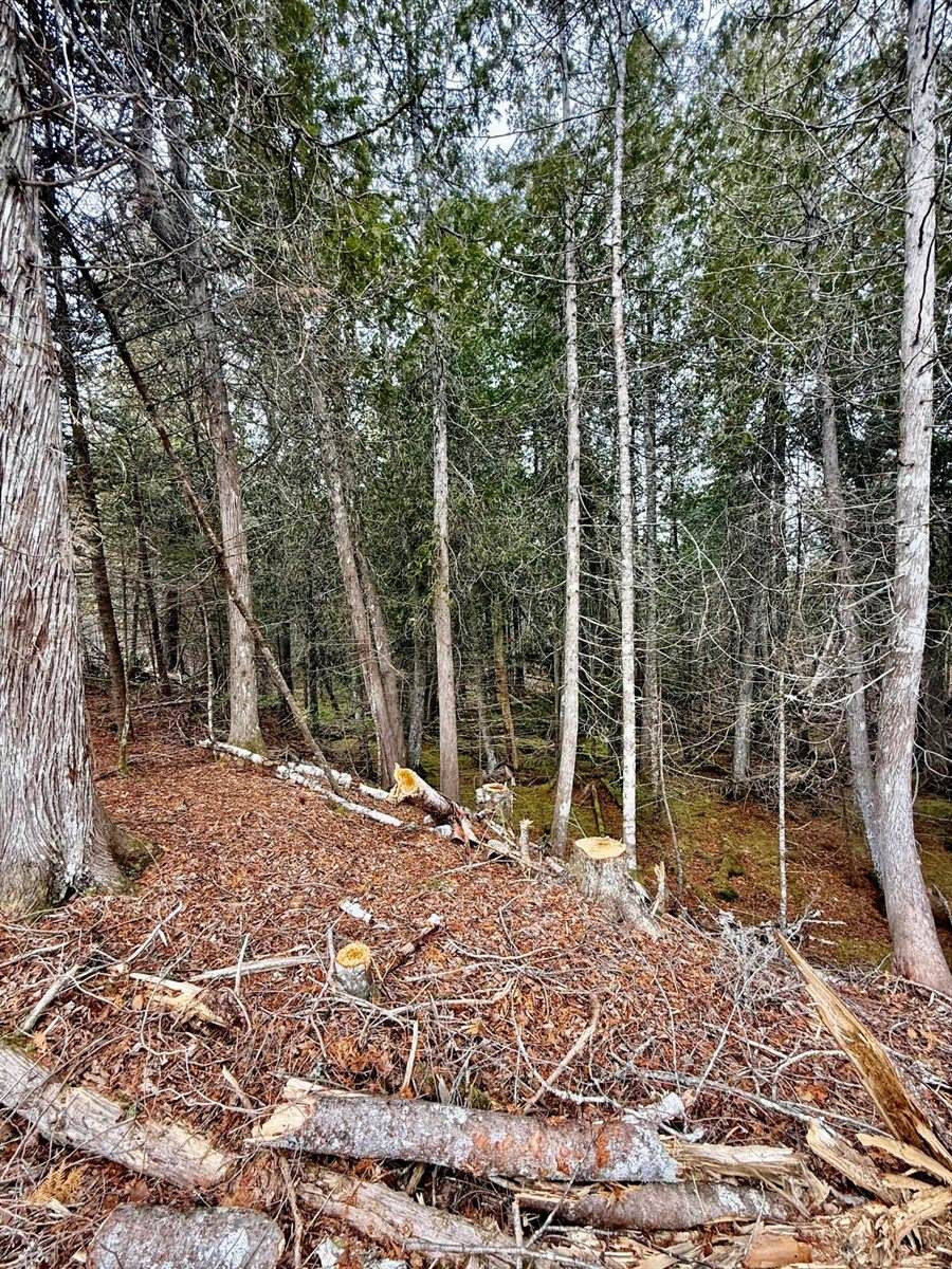 L1 Lively Brook Acres, Whiting, ME 04691