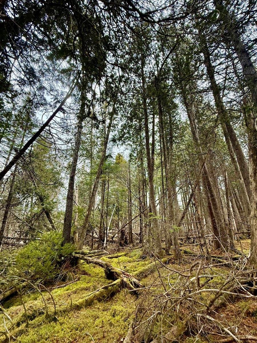 L1 Lively Brook Acres, Whiting, ME 04691