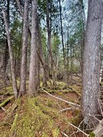 L1 Lively Brook Acres, Whiting, ME 04691