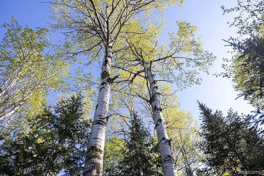 18031 State Highway M28, NewberryVillage_Luce, MI 49868