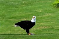 16470 Kelly Cove Drive, Fort Myers, FL 33908