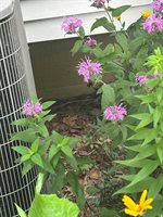 3581 Kehoe Road, Clinton, MI 49236