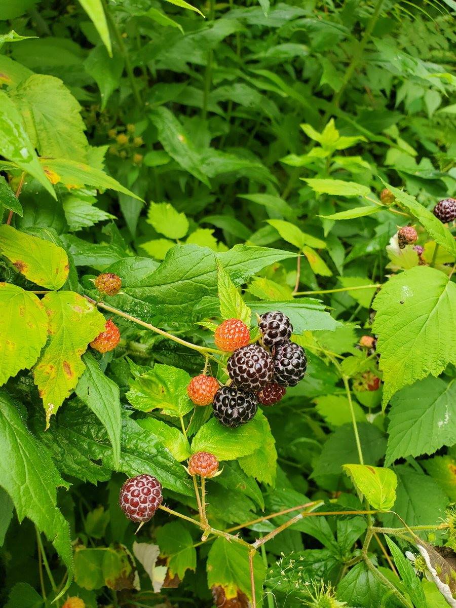 489 Back Road, Skowhegan, ME 04976