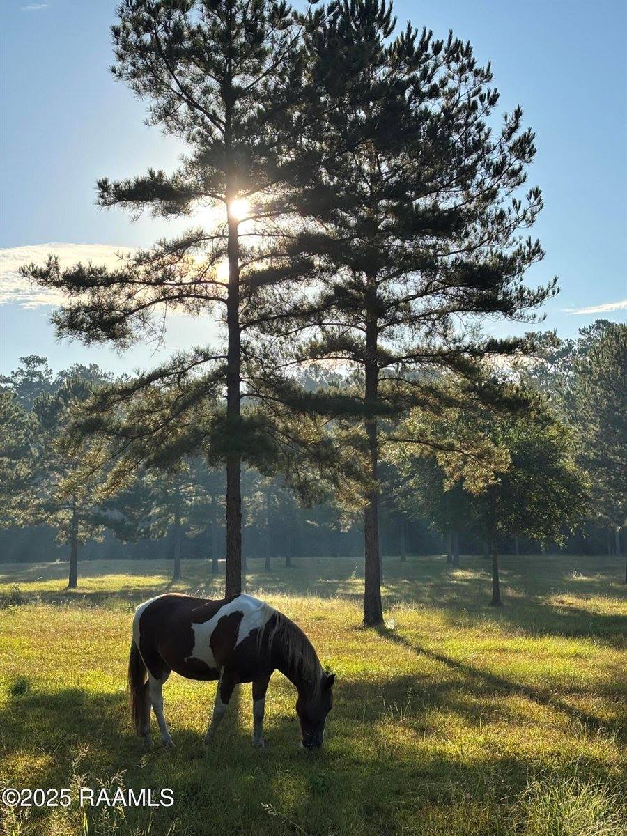 399 Athus Melder, Forest Hill, LA 71430