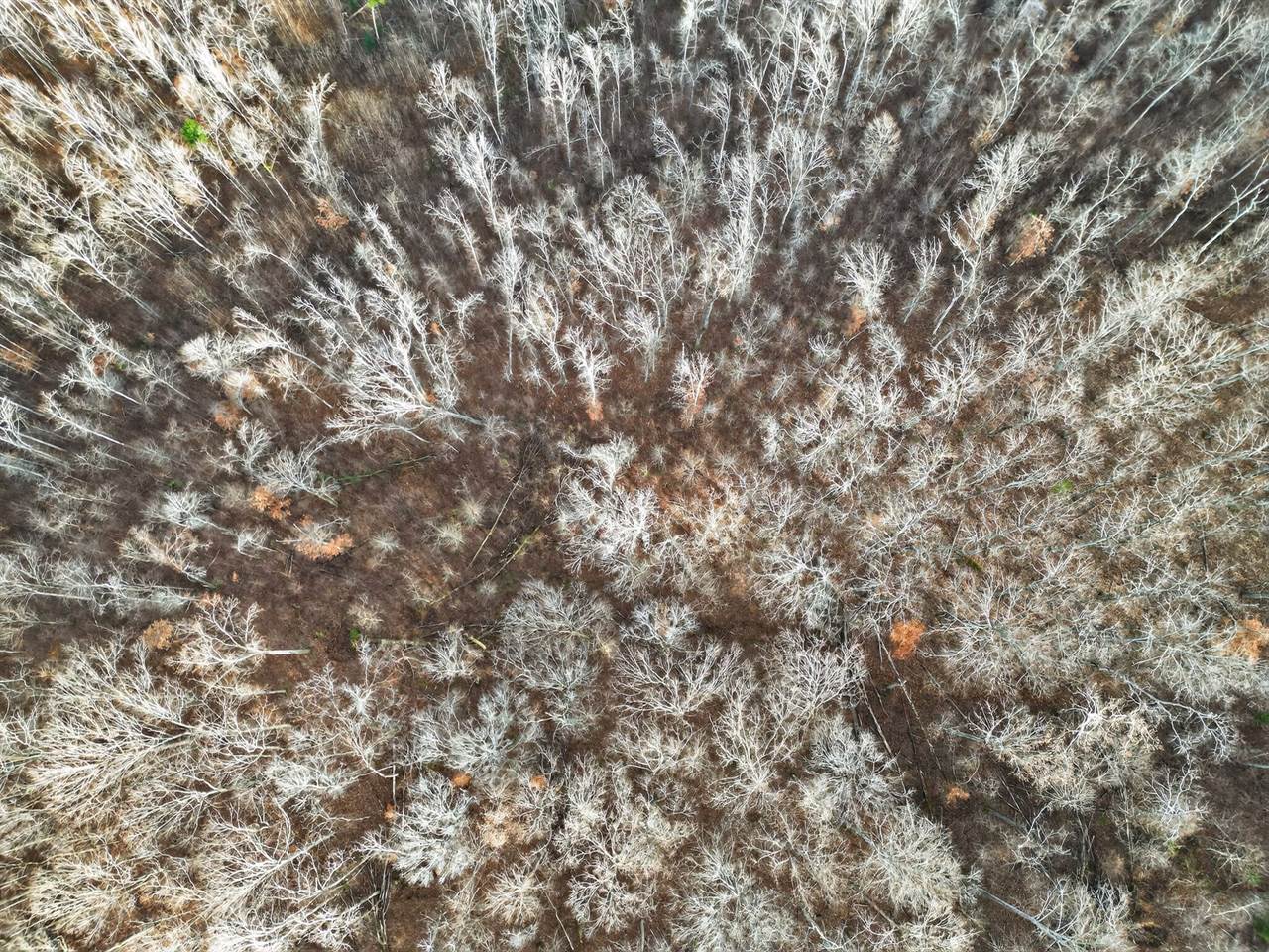 Lot 59 Rustic Valley Dr, Waverly, TN 37185