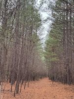 n/a Birdsong Road, Ebony, VA 23845