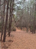 n/a Birdsong Road, Ebony, VA 23845