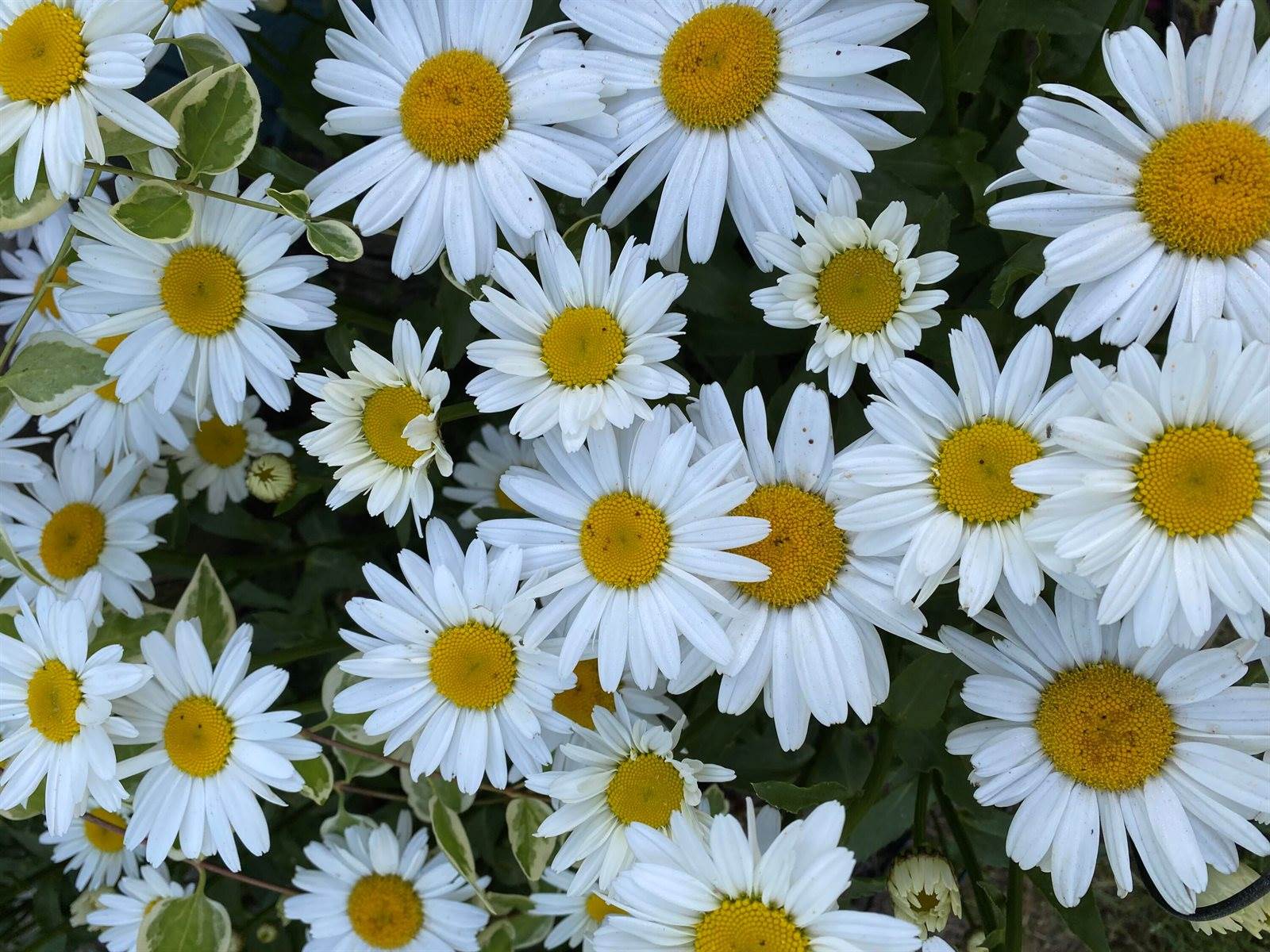 201 Mandalay Drive, OshtemoCharterTownship_Kalamazoo, MI 49009