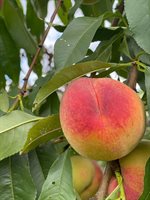 356 Range Road, Atkinson, ME 04426