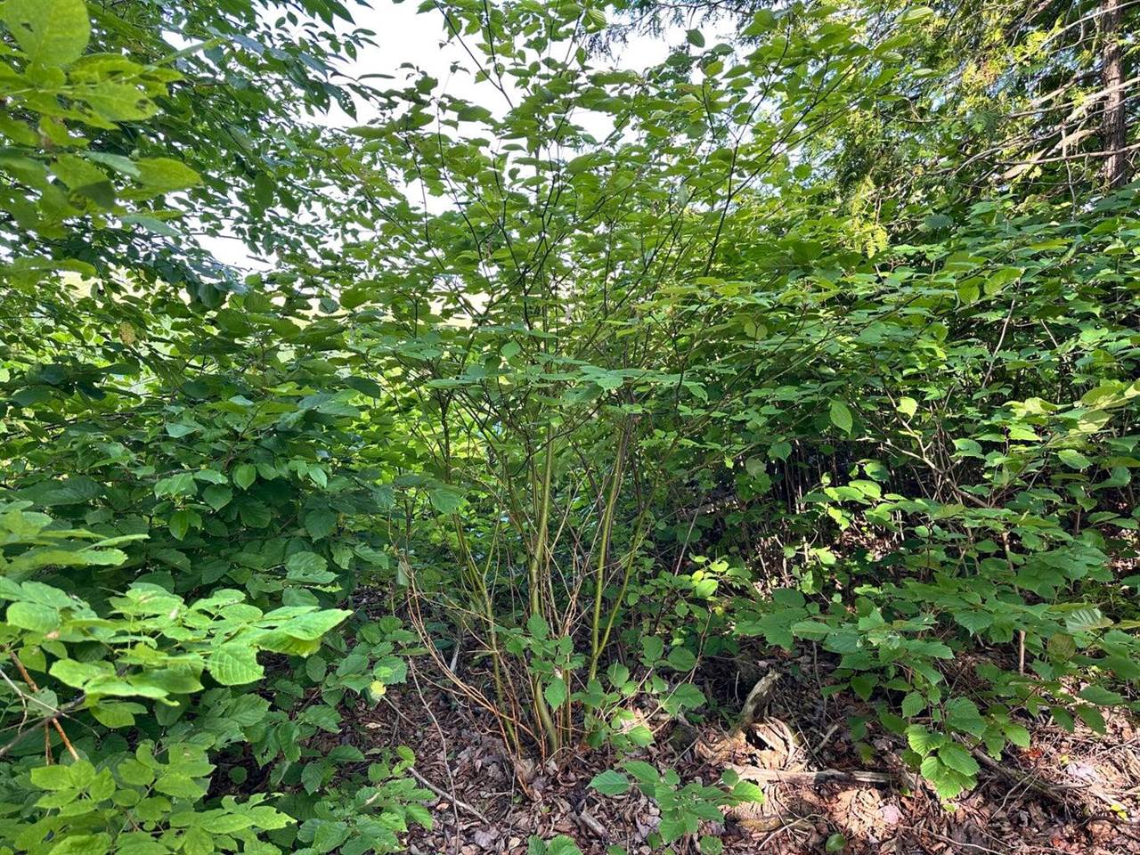 4C Carmichael Road, Littleton, ME 04730