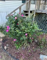 946 MC 29, Fouke, AR 71837