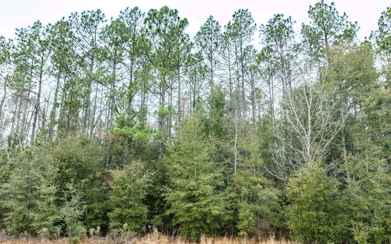 1250 SW Jafus Ave, Lake City, FL 32024
