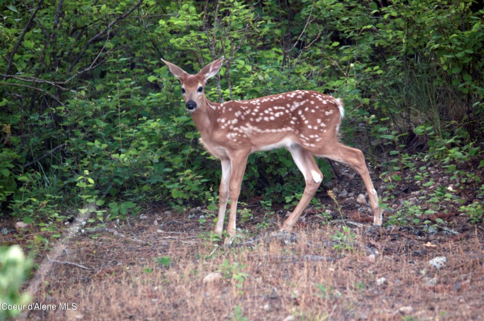 9067 West Coeur D Alene Dr, Spirit Lake, ID 83869