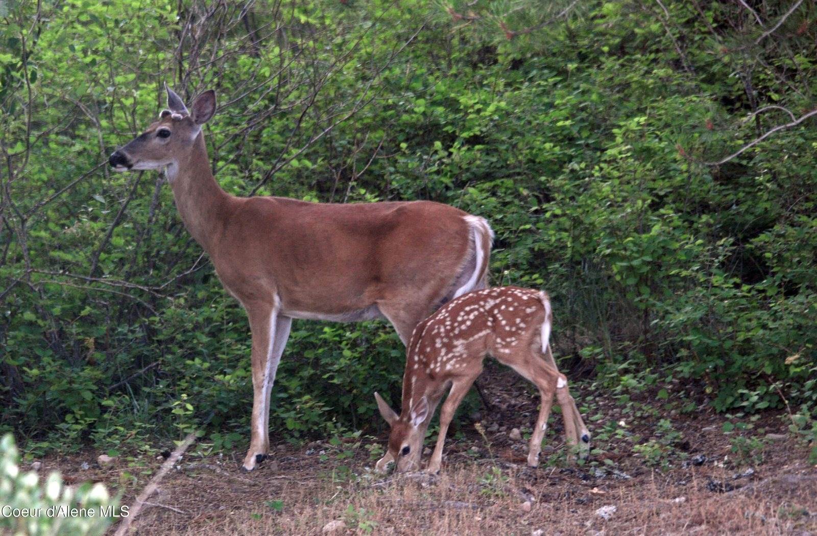 9067 West Coeur D Alene Dr, Spirit Lake, ID 83869