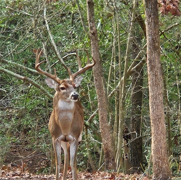 1007 Falcon Circle, College Station, TX 77845