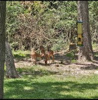 1007 Falcon Circle, College Station, TX 77845