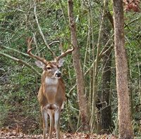 1007 Falcon Circle, College Station, TX 77845