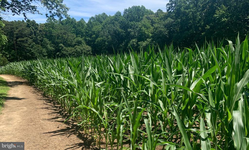 6 Cinderberry Court, Georgetown, DE 19947