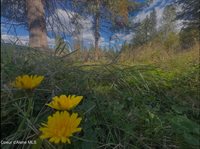 NNA Tanglewood Drive, Priest River, ID 83856