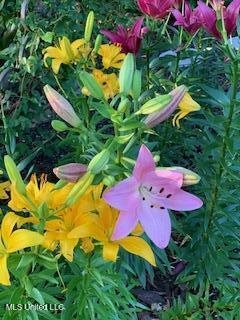 176 Will Stutely Drive, Brandon, MS 39042