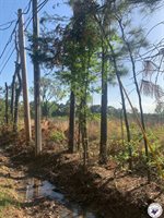 4.94 Acr Mount Olive, Texarkana, AR 71854