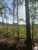 4.94 Acr Mount Olive, Texarkana, AR 71854