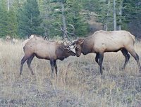 770 Mountain Moose Road, Bozeman, MT 59715