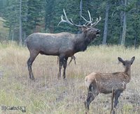 770 Mountain Moose Road, Bozeman, MT 59715