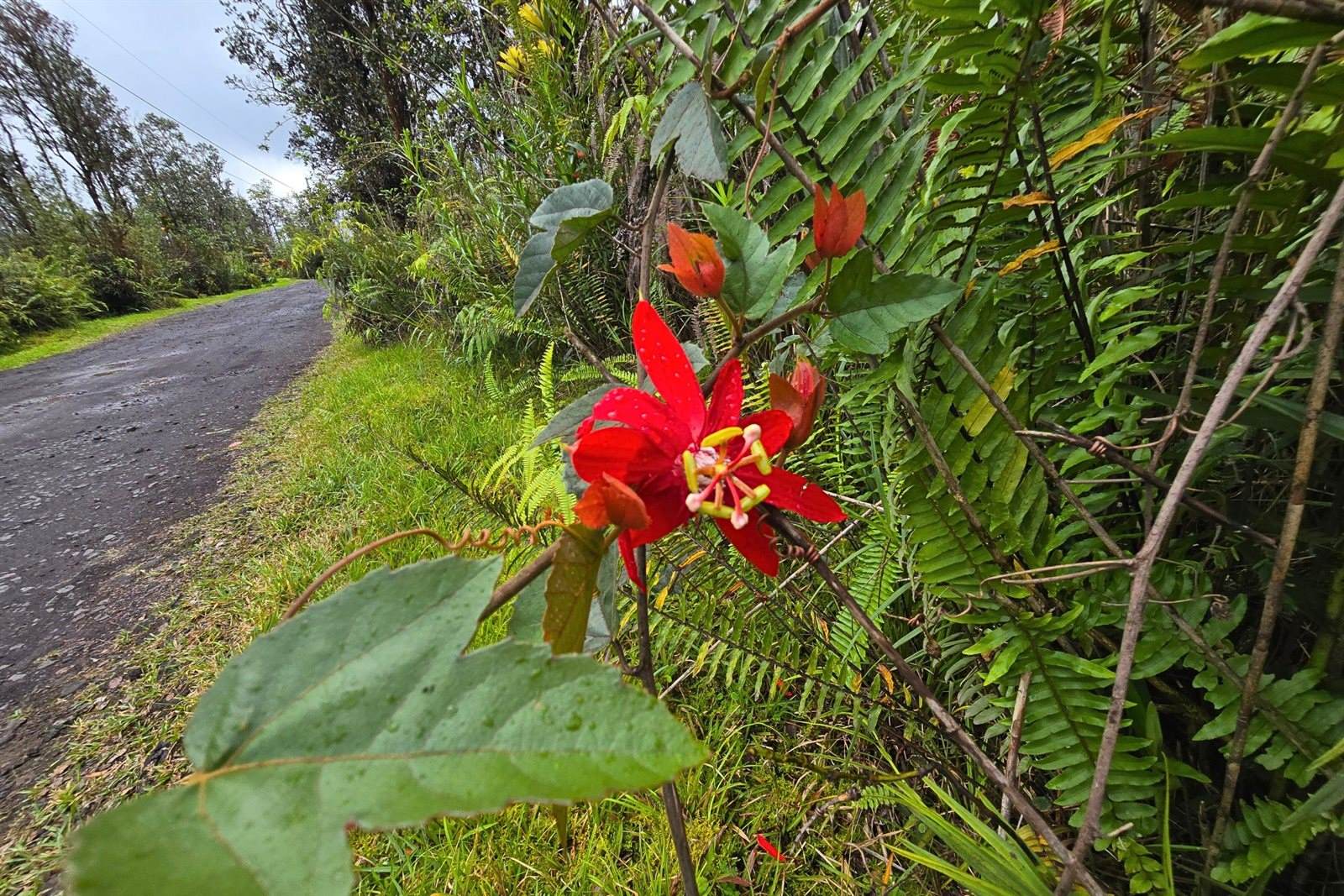 Road 9 (Koloa Maoli), Kurtistown, HI 96760