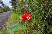 Road 9 (Koloa Maoli), Kurtistown, HI 96760