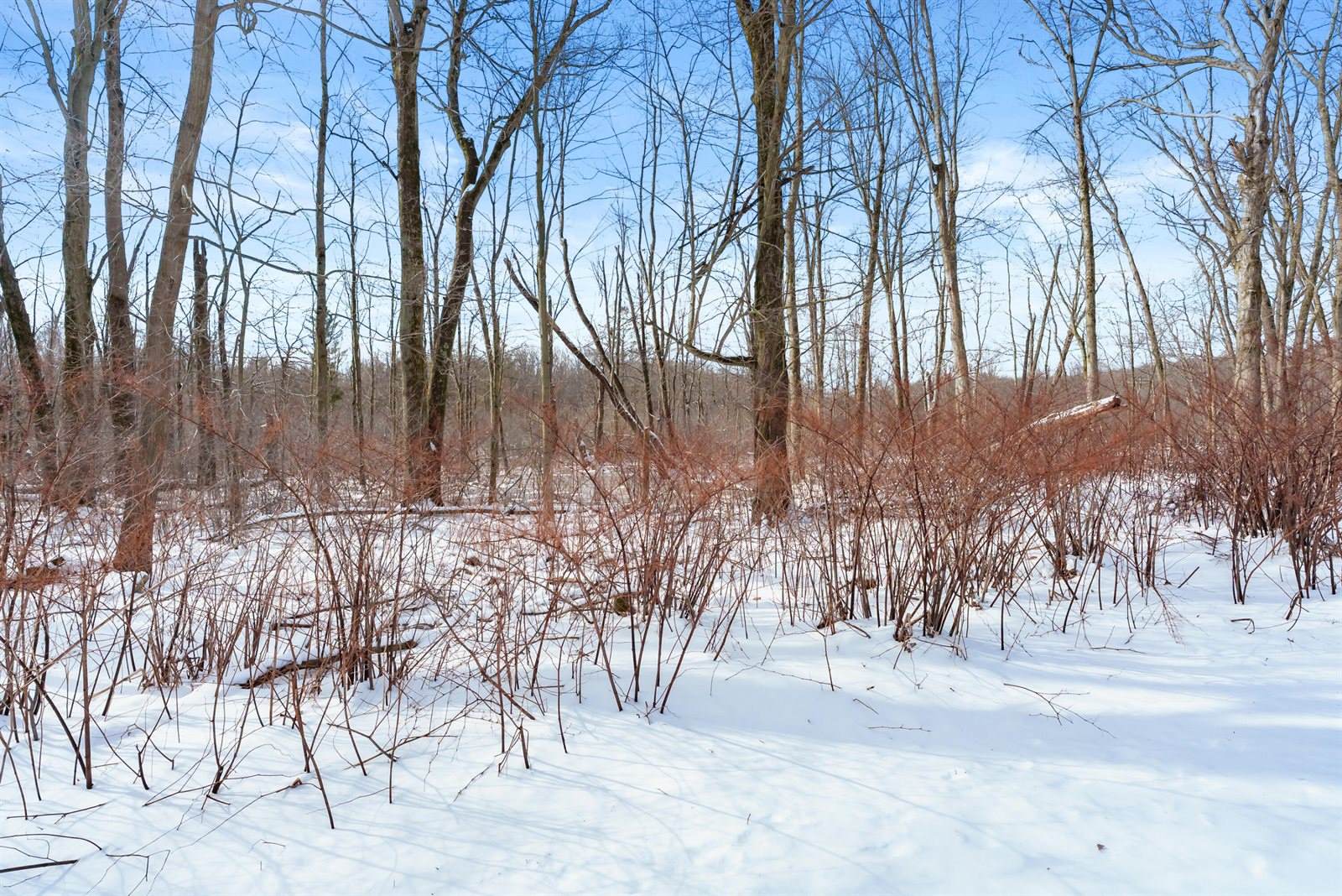 36259 Mill Lake Road, Gobles, MI 49055