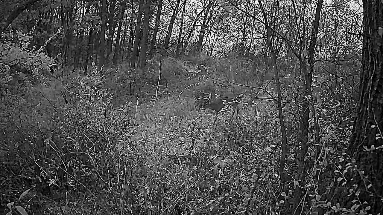 319 Acres County Road S, Boscobel, WI 53805