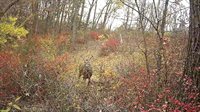 319 Acres County Road S, Boscobel, WI 53805