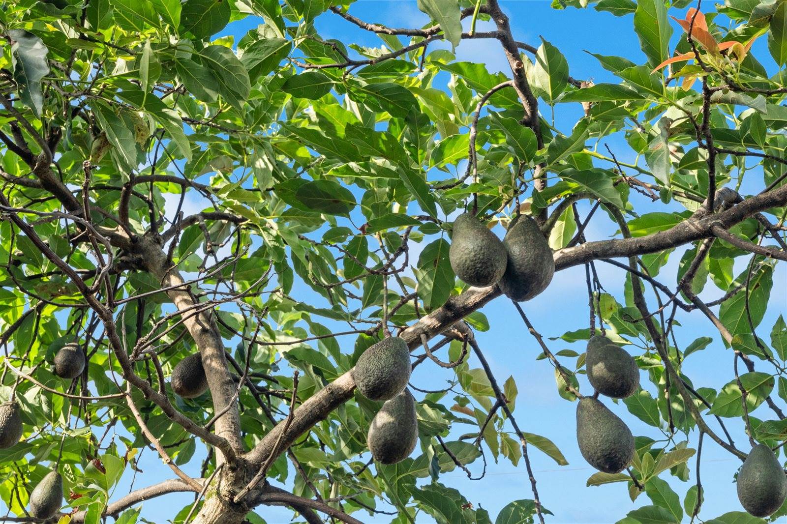 181 Pokukala St, Kapaa, HI 96746