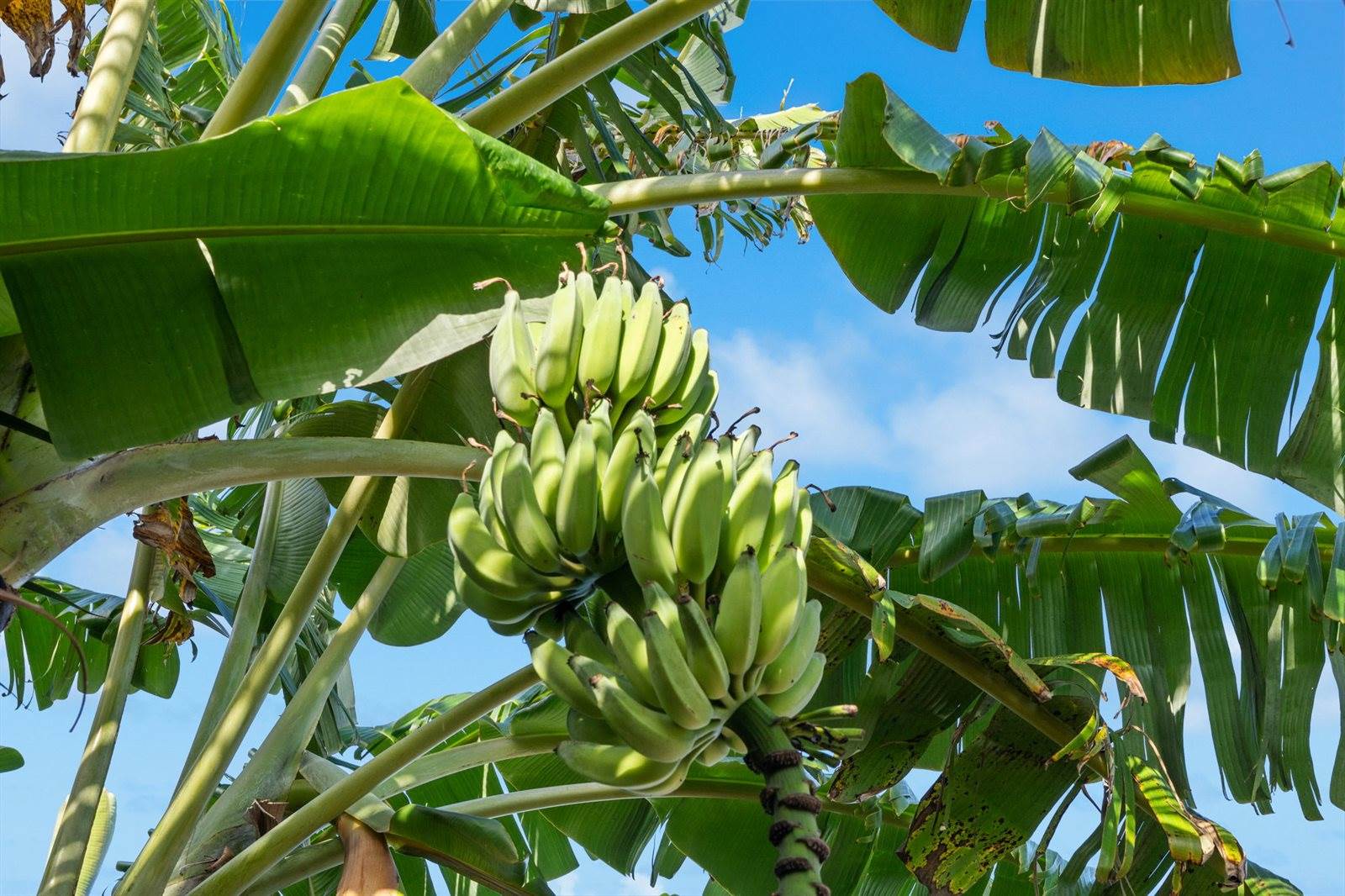 181 Pokukala St, Kapaa, HI 96746