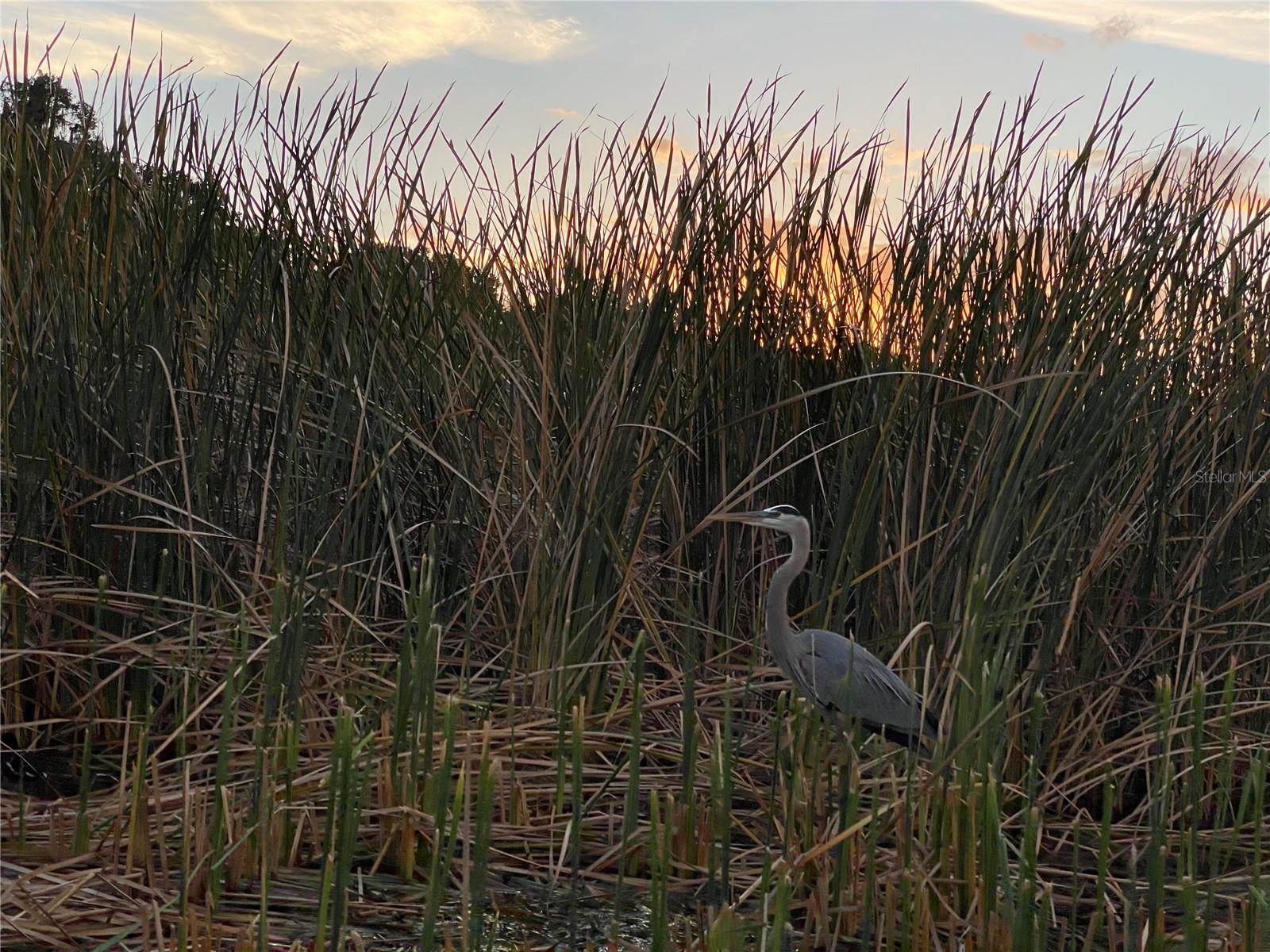 810 North Tremain Street, Mount Dora, FL 32757