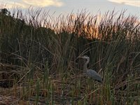 810 North Tremain Street, Mount Dora, FL 32757