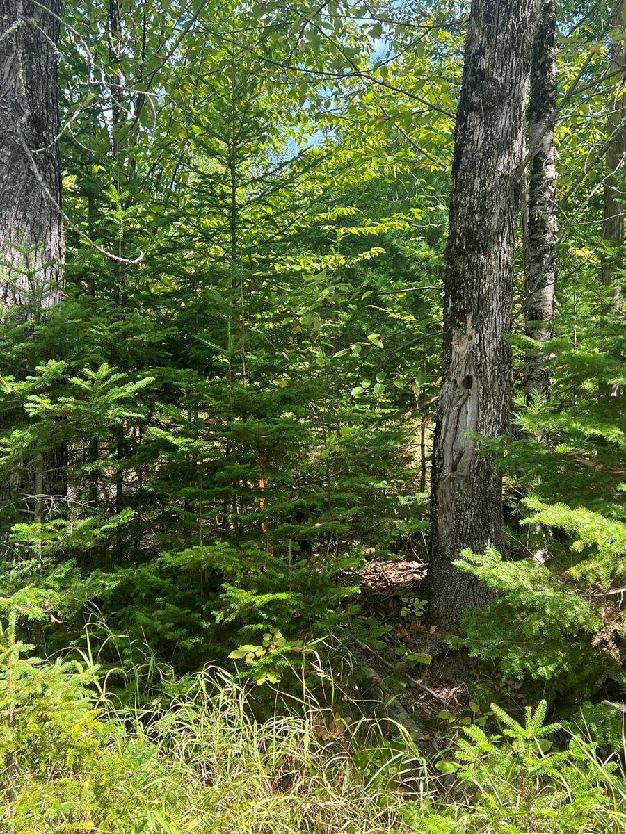 M4L46-1 Church Street, Brownville, ME 04414