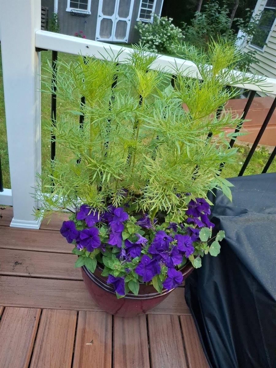 35 Deerfield Drive, Brunswick, ME 04011