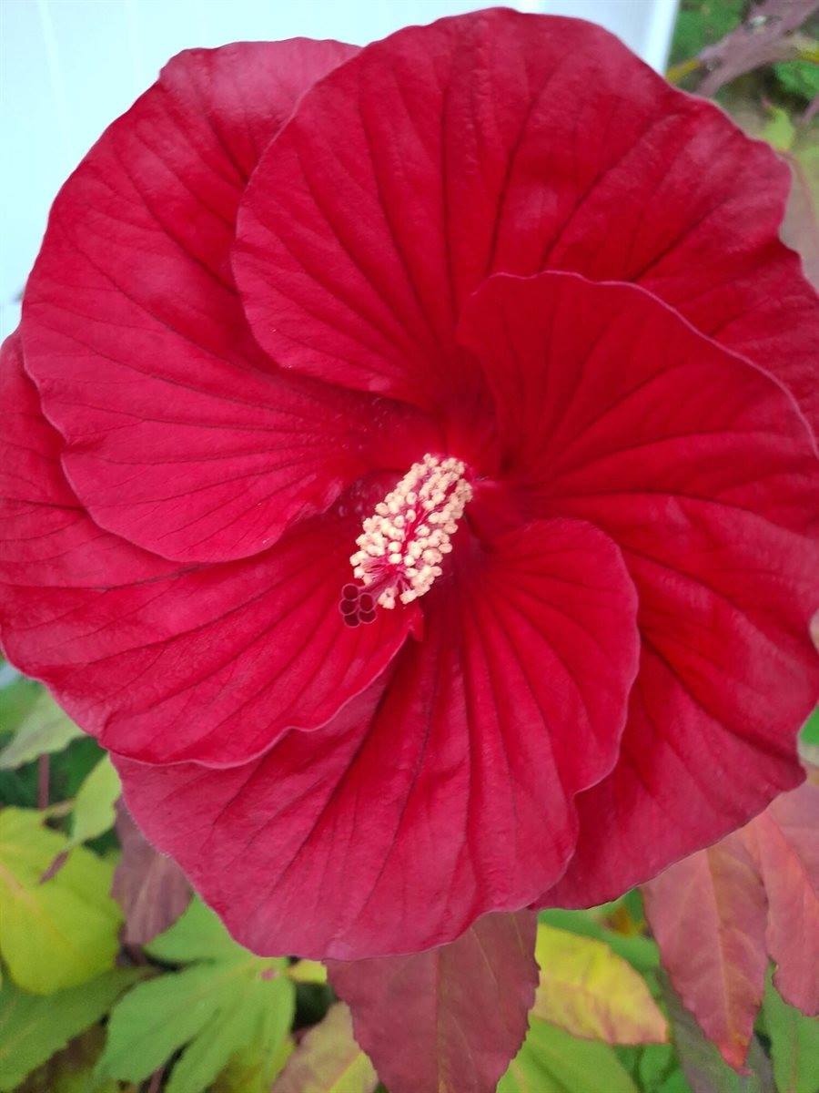 35 Deerfield Drive, Brunswick, ME 04011