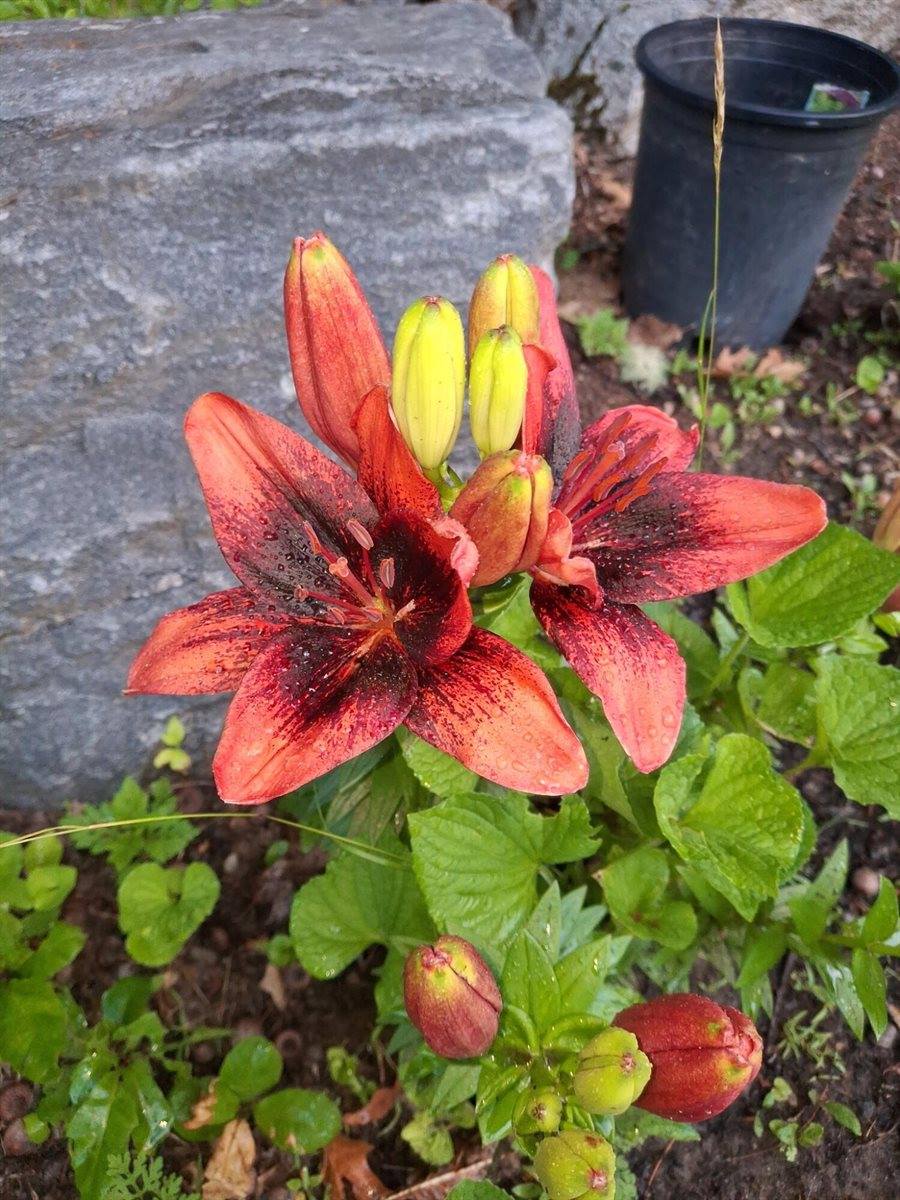 35 Deerfield Drive, Brunswick, ME 04011