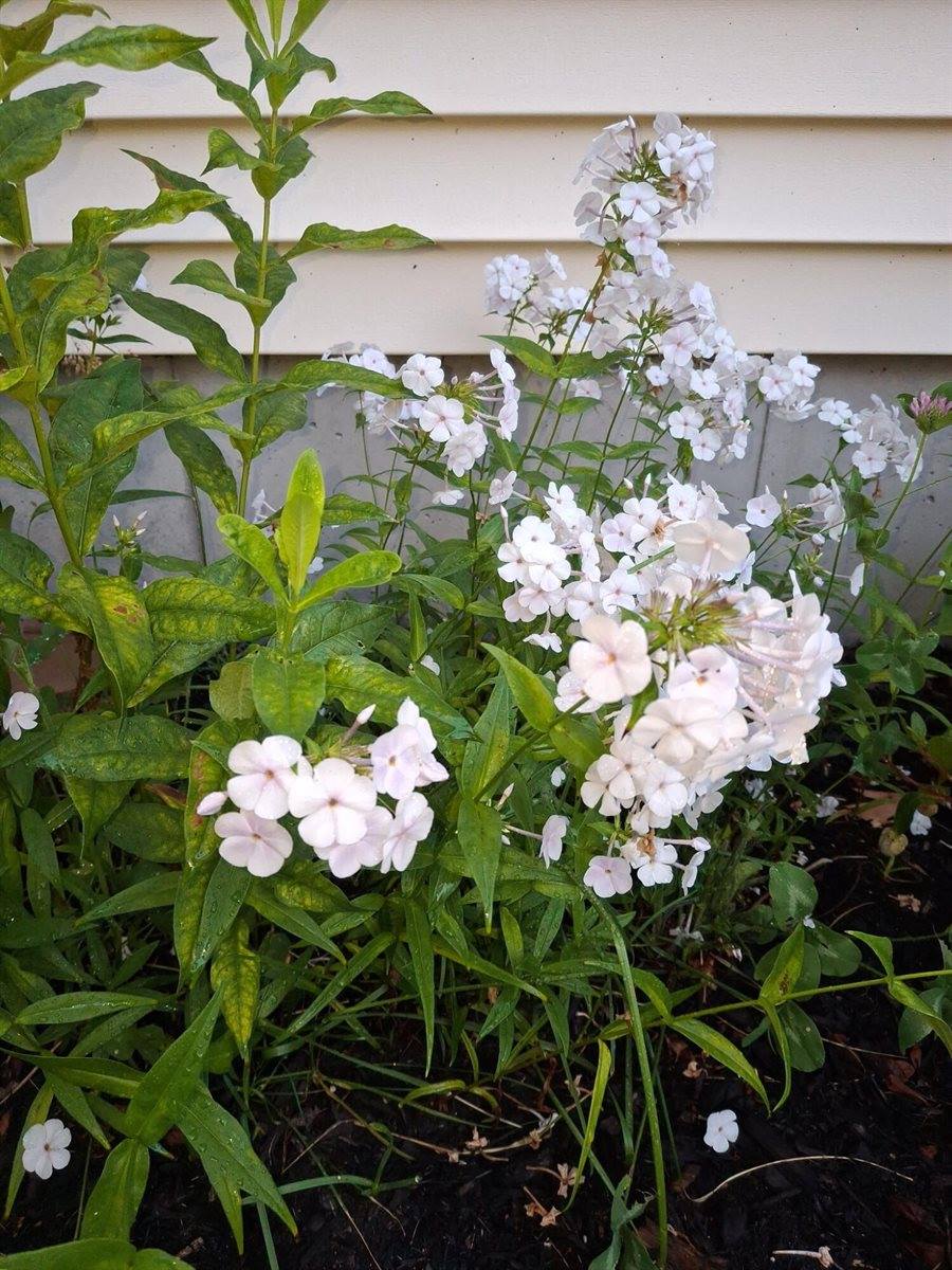 35 Deerfield Drive, Brunswick, ME 04011