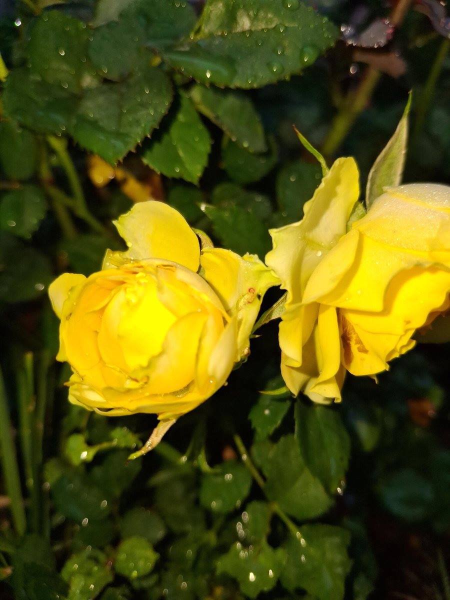 35 Deerfield Drive, Brunswick, ME 04011