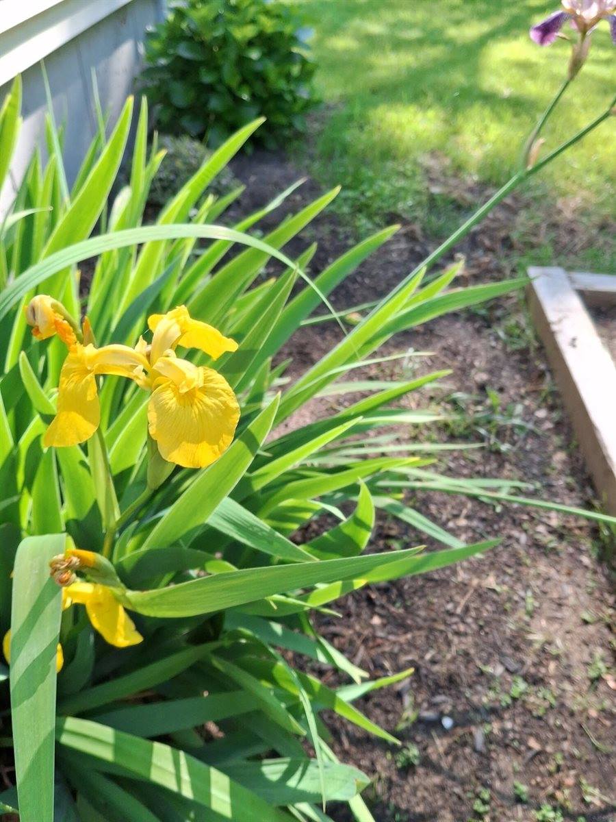 35 Deerfield Drive, Brunswick, ME 04011