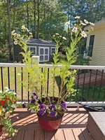 35 Deerfield Drive, Brunswick, ME 04011