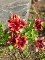 35 Deerfield Drive, Brunswick, ME 04011