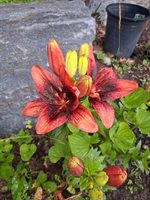 35 Deerfield Drive, Brunswick, ME 04011